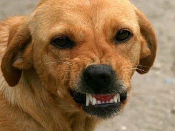 Зграя агресивних псів тримає у страху мешканків цілого району Луцька