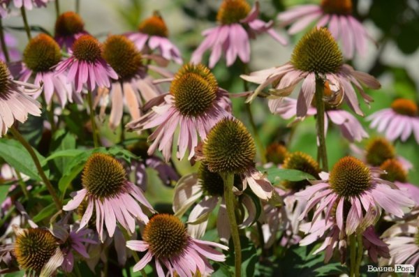 Фотопогляд: проспект Волі