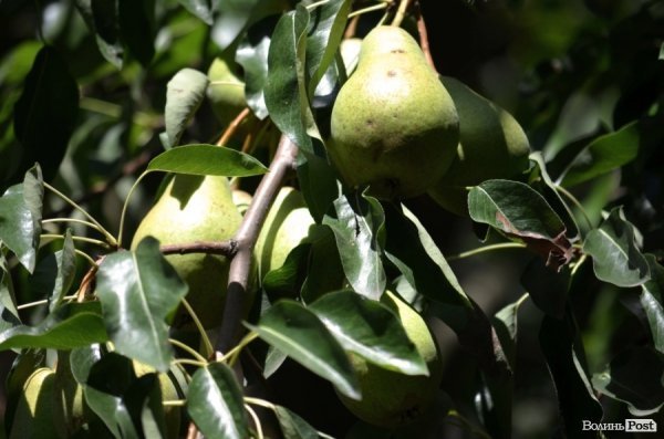Фотопогляд: проспект Волі