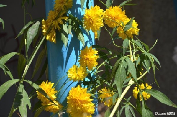 Фотопогляд: проспект Волі