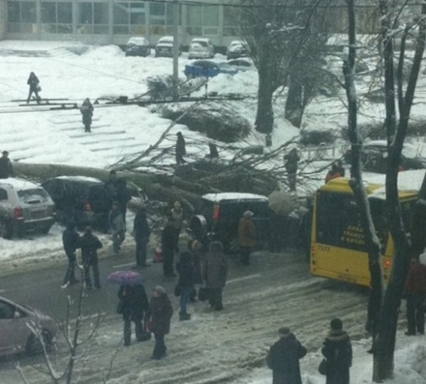 У Києві через негоду дерева падають на людей і розбивають машини. ФОТО