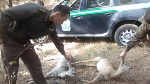 В Маневицькому районі браконьєри застрелили козулю з козеням. ФОТО