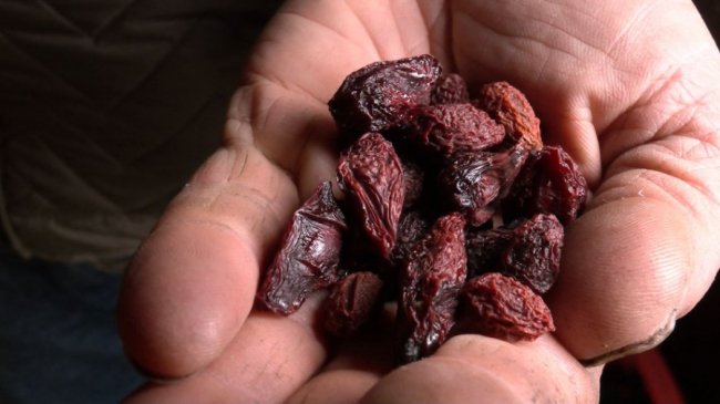 Волинянин 40 років вирощує кизил та інші фрукти. ВІДЕО