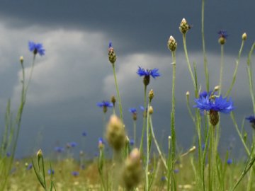 Погода у Луцьку та Волинській області на завтра, 27 липня