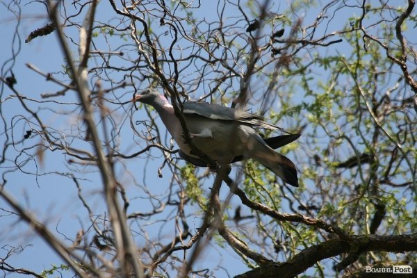 Луцьк прибирали від сміття. ФОТО