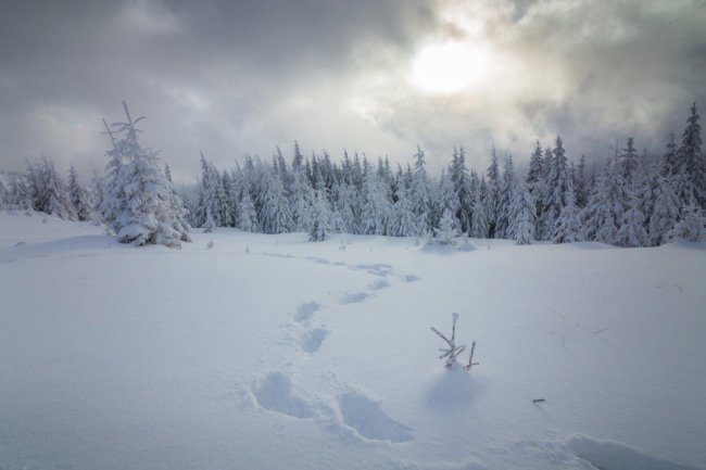 Луцький фотограф поділився світлинами засніжених Карпат