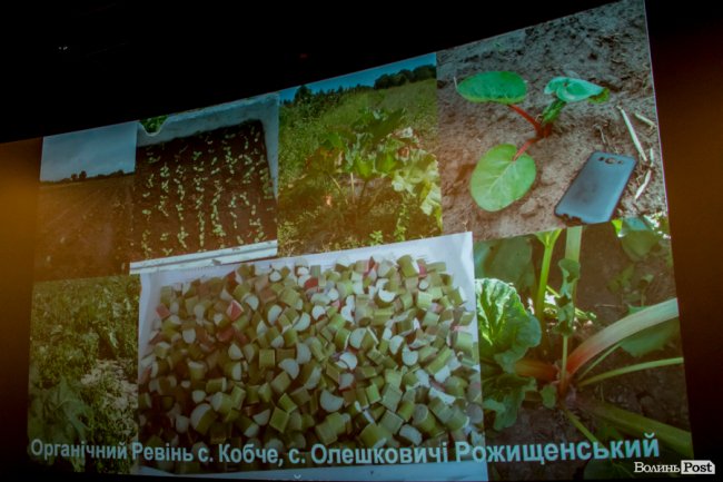 Ласують у Парижі та Берліні: малина з Волині «виходить» на європейський ринок