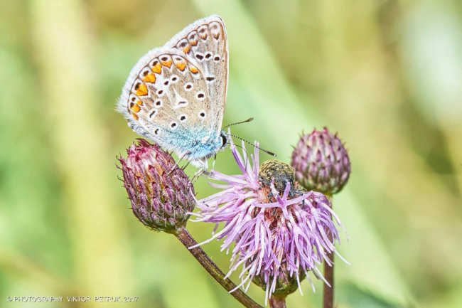 Останній день літа на світлинах луцького фотографа