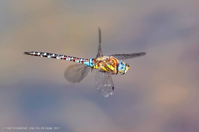 Останній день літа на світлинах луцького фотографа