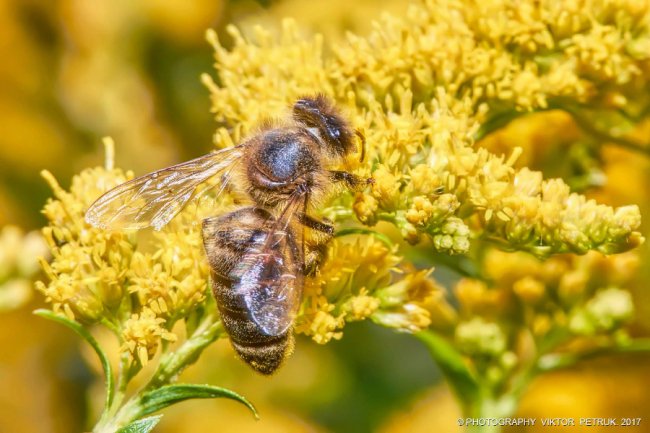 Останній день літа на світлинах луцького фотографа