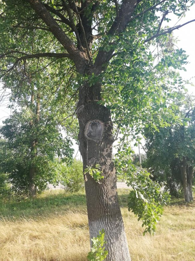Чудо на Волині: на дереві люди побачили образ Богоматері. ФОТО