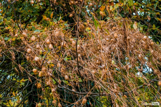Жовто-багряний настрій: Луцьк на осінніх світлинах
