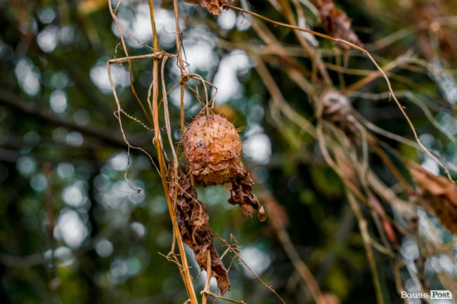 Жовто-багряний настрій: Луцьк на осінніх світлинах
