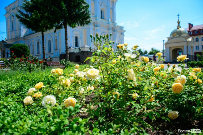 Літні пахощі: головний собор Луцька тоне в трояндах. ФОТОРЕПОРТАЖ