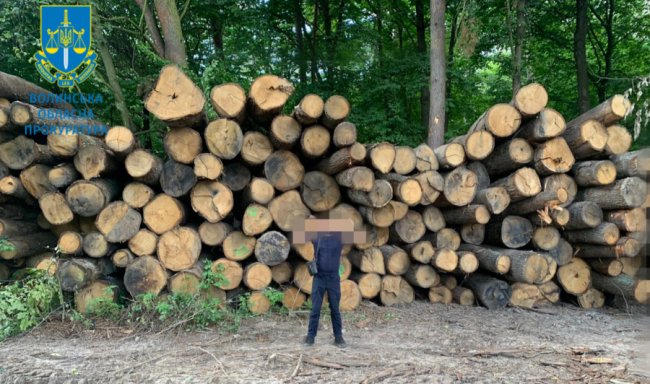 У нацпарку на Волині вирізали ліс на десятки мільйонів гривень