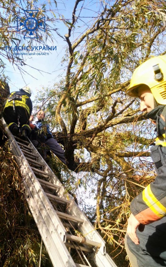 Волинянин травмувався і не зміг злізти з дерева: допомагали рятувальники