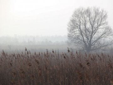 Фото зими в «Цуманській пущі»