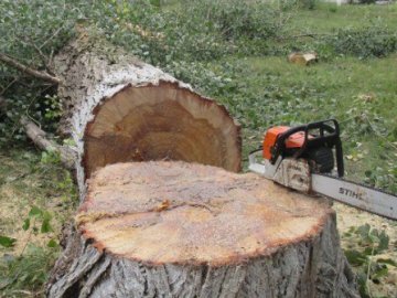 У Луцьку зріжуть понад сотню аварійних дерев. ВІДЕО