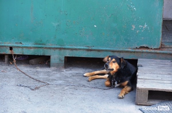 Майже 90% безпритульних тварин Луцька знаходять домівку. ФОТО