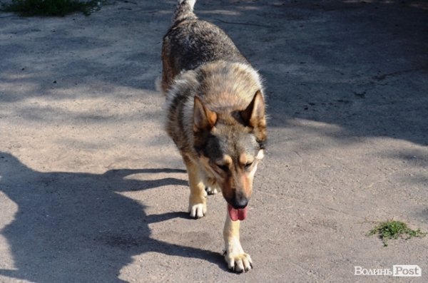 Майже 90% безпритульних тварин Луцька знаходять домівку. ФОТО