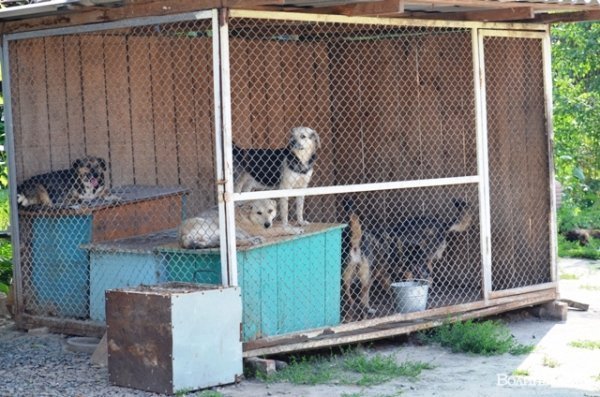 Майже 90% безпритульних тварин Луцька знаходять домівку. ФОТО