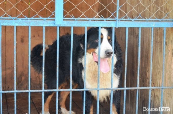 Майже 90% безпритульних тварин Луцька знаходять домівку. ФОТО