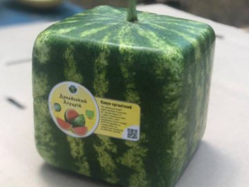 В Україні почали вирощувати органічні квадратні кавуни