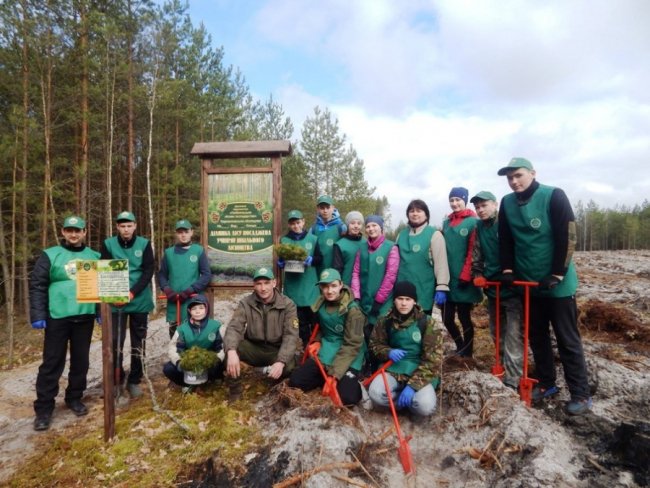 Лісокультурна кампанія в розпалі: показали, як заліснювали Любомльщину. ФОТО