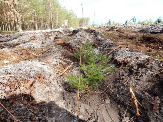 Лісокультурна кампанія в розпалі: показали, як заліснювали Любомльщину. ФОТО