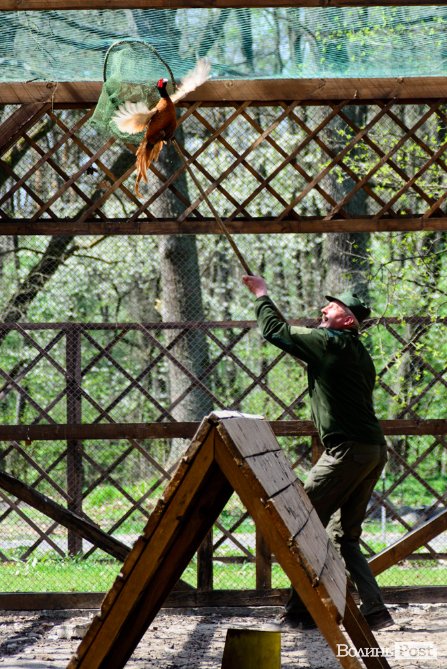 Пернатий «випускний»: на Волині у дику природу випустили фазанів. ФОТОРЕПОРТАЖ