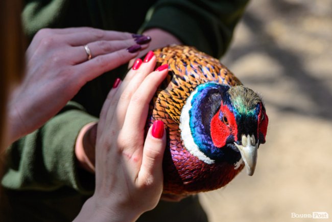 Пернатий «випускний»: на Волині у дику природу випустили фазанів. ФОТОРЕПОРТАЖ
