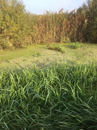 Небайдужі волиняни розчистили машиною-амфібією річку від заростей. ФОТО