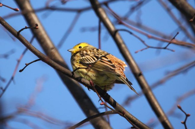 Перната вівсянка позувала для волинського фотографа