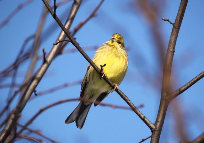 Перната вівсянка позувала для волинського фотографа