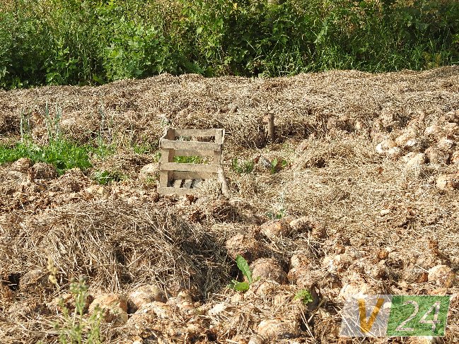 Волинське село засмерділося гнилою капустою. ФОТО