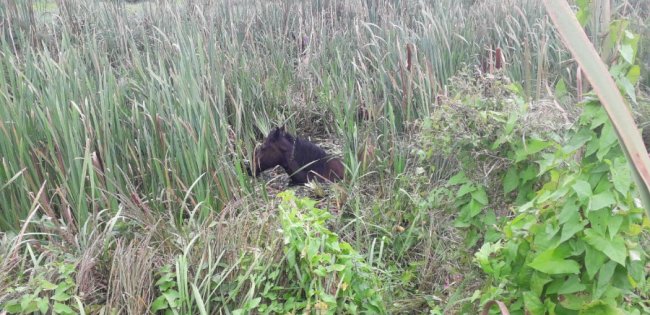 Волинські рятувальники витягнули з каналу коня, який пробув там три дні. ФОТО