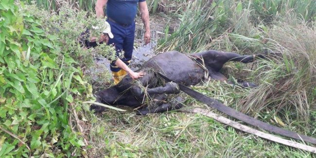 Волинські рятувальники витягнули з каналу коня, який пробув там три дні. ФОТО