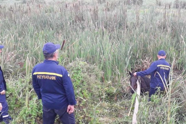 Волинські рятувальники витягнули з каналу коня, який пробув там три дні. ФОТО