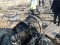 Чорні скриньки зі збитого Іраном літака МАУ розшифрує Франція
