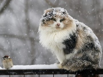 Синоптики обіцяють лучанам сніг на Новий рік