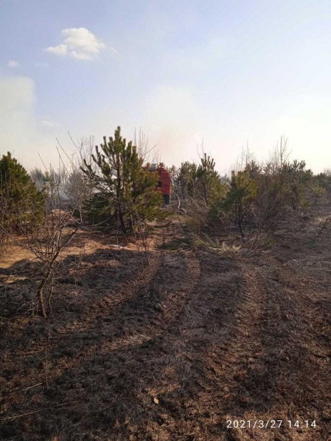Птахам і тваринам не вижити в такому вогні: на Волині горить очерет