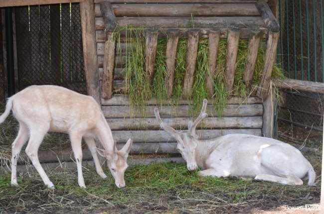 Дітям атовців влаштували екскурсію Луцьким зоопарком