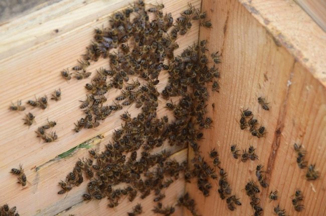 Волинські лісівники працюють над розвитком медової справи. ФОТО