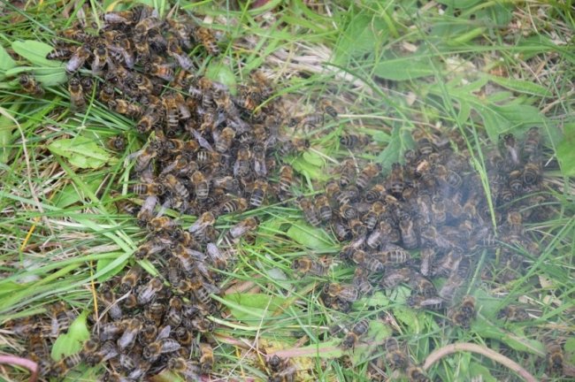 Волинські лісівники працюють над розвитком медової справи. ФОТО