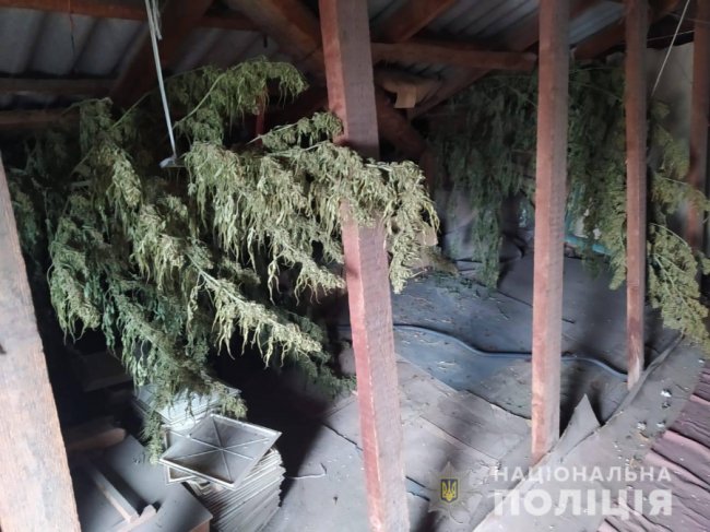 У лучанина вдома знайшли понад 100 кущів коноплі. ФОТО