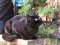 Історія гордого Мурчика, або Як чорний кіт потрапив у луцький монастир