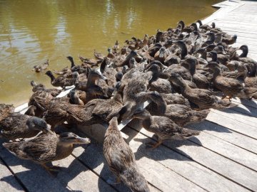 На Волині у дику природу планують випустити понад 2 сотні диких качок. ФОТО