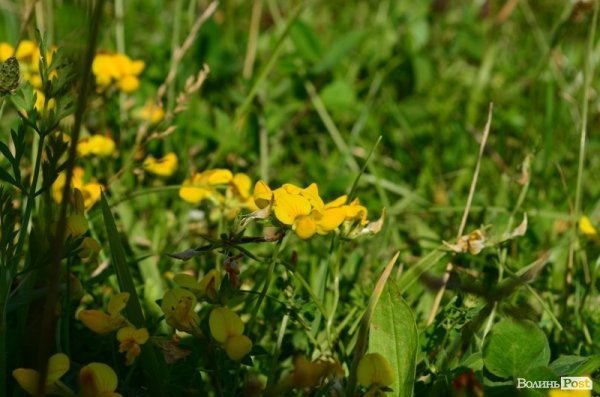 Відпочинок під Луцьком. Боголюби. ФОТО