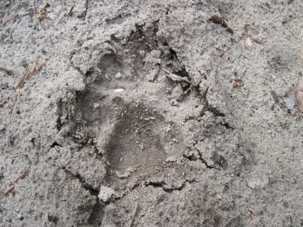 Слід лапи вовка. Фото зроблене на території Маневицького лісгоспу (фото надане прес-службою Волинського обласного управління лісового та мисливського господарства)