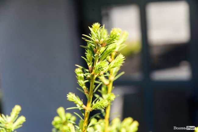 Здача нового будинку і озеленення території: затишне і сучасне житло у ЖК «Західний Олімп» під Луцьком*